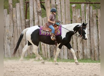 Pintos, Wallach, 14 Jahre, Schecke