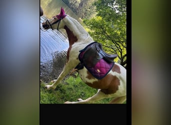 Pintos, Wallach, 15 Jahre, 150 cm