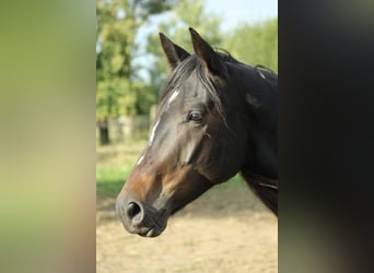 Pintos, Wallach, 15 Jahre, 156 cm, Brauner