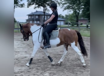 Pintos, Wallach, 16 Jahre, 148 cm, Schecke
