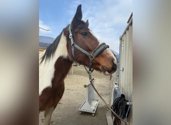 Pintos, Wallach, 16 Jahre, 170 cm, Schecke