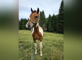 Pintos Mix, Wallach, 1 Jahr, 150 cm, Schecke