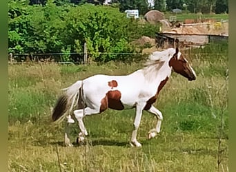 Pintos, Wallach, 1 Jahr, 155 cm, Schecke