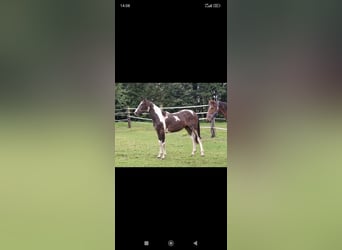 Pintos, Wallach, 1 Jahr, 169 cm, Schecke