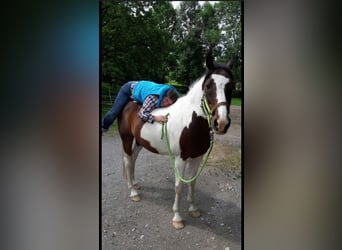 Pintos, Wallach, 29 Jahre, 148 cm, Schecke