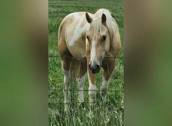 Pintos, Wallach, 2 Jahre, Palomino
