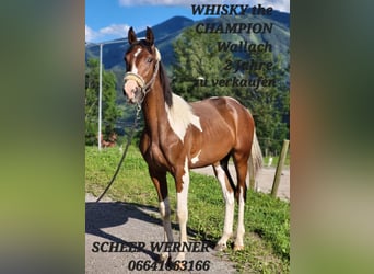 Pintos, Wallach, 2 Jahre, Schecke