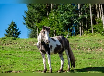 Pintos, Wallach, 3 Jahre, 135 cm, Schecke