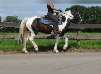 Pintos, Wallach, 3 Jahre, 141 cm, Schecke