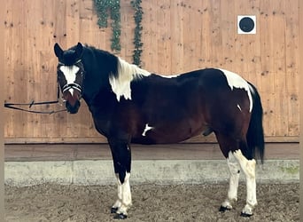 Pintos Mix, Wallach, 3 Jahre, 146 cm, Schecke