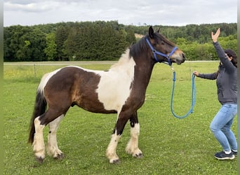 Pintos, Wallach, 3 Jahre, 146 cm, Tobiano-alle-Farben
