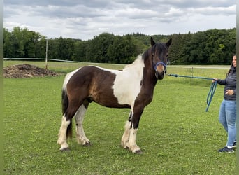 Pintos, Wallach, 3 Jahre, 146 cm, Tobiano-alle-Farben