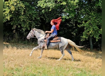 Pintos, Wallach, 3 Jahre, 150 cm, Schecke