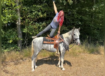 Pintos, Wallach, 3 Jahre, 150 cm, Schecke
