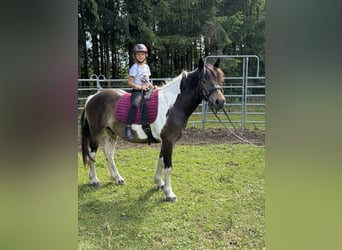 Pintos Mix, Wallach, 3 Jahre, 150 cm, Tobiano-alle-Farben