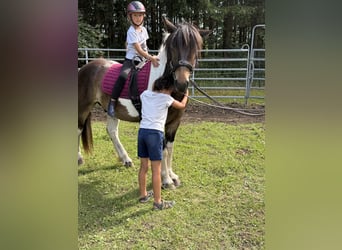 Pintos Mix, Wallach, 3 Jahre, 150 cm, Tobiano-alle-Farben