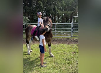 Pintos Mix, Wallach, 3 Jahre, 150 cm, Tobiano-alle-Farben