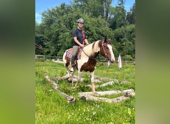 Pintos Mix, Wallach, 3 Jahre, 152 cm, Schecke