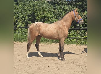 Pintos Mix, Wallach, 3 Jahre, 152 cm, Tigerschecke
