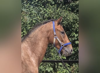 Pintos Mix, Wallach, 3 Jahre, 152 cm, Tigerschecke