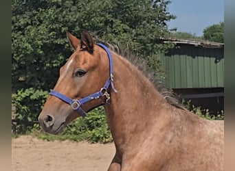 Pintos Mix, Wallach, 3 Jahre, 152 cm, Tigerschecke