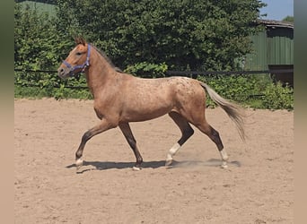 Pintos Mix, Wallach, 3 Jahre, 152 cm, Tigerschecke