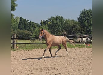 Pintos Mix, Wallach, 3 Jahre, 152 cm, Tigerschecke