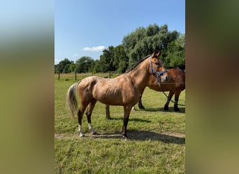 Pintos Mix, Wallach, 3 Jahre, 152 cm, Tigerschecke