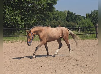 Pintos Mix, Wallach, 3 Jahre, 152 cm, Tigerschecke