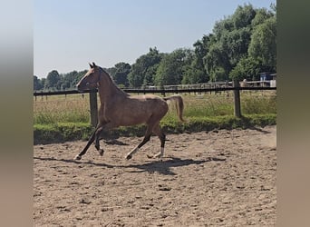 Pintos Mix, Wallach, 3 Jahre, 152 cm, Tigerschecke