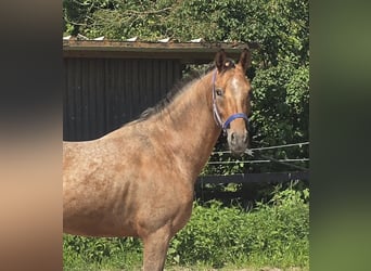 Pintos Mix, Wallach, 3 Jahre, 152 cm, Tigerschecke
