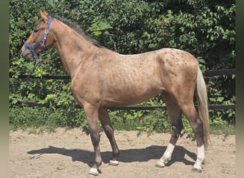 Pintos Mix, Wallach, 3 Jahre, 152 cm, Tigerschecke