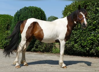 Pintos, Wallach, 3 Jahre, 154 cm, Schecke