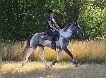 Pintos, Wallach, 3 Jahre, 154 cm, Schecke