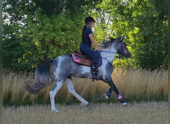 Pintos, Wallach, 3 Jahre, 154 cm, Schecke