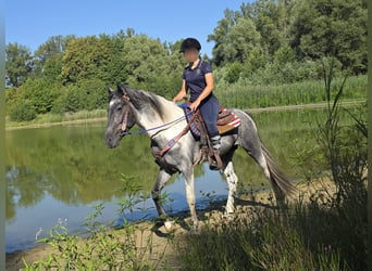 Pintos, Wallach, 3 Jahre, 154 cm, Schecke