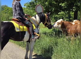 Pintos, Wallach, 3 Jahre, 155 cm, Schecke