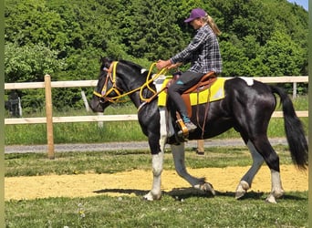Pintos, Wallach, 3 Jahre, 155 cm, Schecke