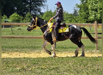Pintos, Wallach, 3 Jahre, 155 cm, Schecke