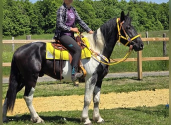 Pintos, Wallach, 3 Jahre, 155 cm, Schecke