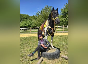 Pintos, Wallach, 3 Jahre, 155 cm, Schecke