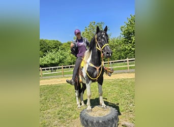 Pintos, Wallach, 3 Jahre, 155 cm, Schecke