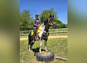 Pintos, Wallach, 3 Jahre, 155 cm, Schecke