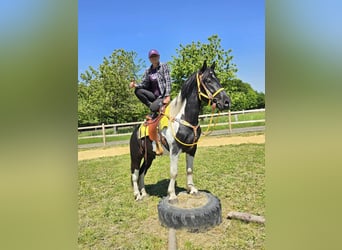 Pintos, Wallach, 3 Jahre, 155 cm, Schecke