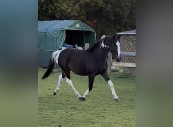 Pintos, Wallach, 3 Jahre, 155 cm, Schecke