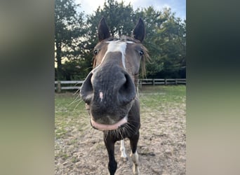 Pintos, Wallach, 3 Jahre, 155 cm, Schecke