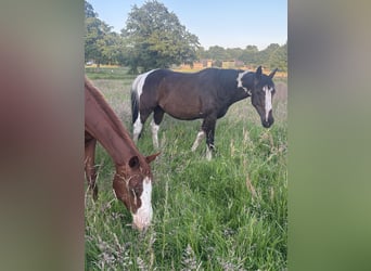 Pintos, Wallach, 3 Jahre, 155 cm, Schecke