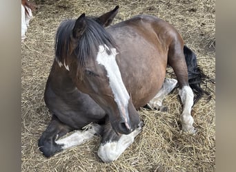 Pintos, Wallach, 3 Jahre, 155 cm, Schecke