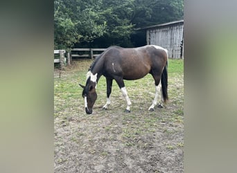 Pintos, Wallach, 3 Jahre, 155 cm, Schecke