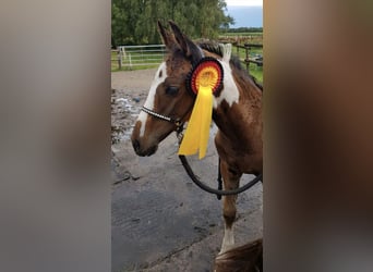 Pintos, Wallach, 3 Jahre, 155 cm, Schecke